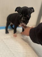 American Bully Puppies for sale in Detroit, Michigan. price: $400