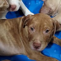 American Bully Puppies for sale in Lakeland, Florida. price: $500