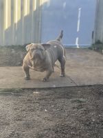 American Bully Puppies for sale in Dallas, Texas. price: $1,000