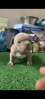 American Bully Puppies for sale in Arlington, Texas. price: $3,000