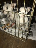 American Bully Puppies for sale in East Detroit, Michigan. price: $150