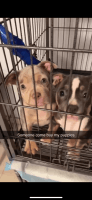 American Bully Puppies for sale in Brooklyn, New York. price: $4,000