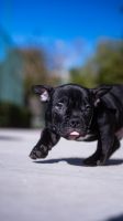 American Bully Puppies for sale in Beverly Hills, California. price: $8,000