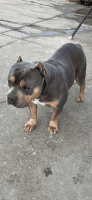 American Bully Puppies for sale in Vallejo, California. price: $500
