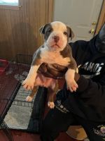 American Bully Puppies for sale in Helena, Arkansas. price: $600