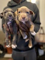 American Bully Puppies for sale in Birmingham, Alabama. price: $1,000