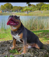 American Bully Puppies for sale in Homestead, Florida. price: $500