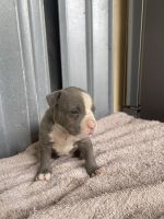 American Bully Puppies for sale in Hollywood, Florida. price: $500