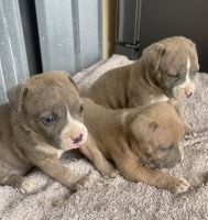 American Bully Puppies for sale in Hollywood, Florida. price: $300
