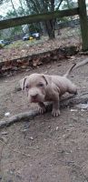 American Bully Puppies for sale in St Cloud, MN 56304, USA. price: $500