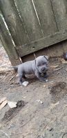 American Bully Puppies for sale in Nashville, Tennessee. price: $500