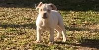 American Bully Puppies for sale in Simpsonville, SC, USA. price: $800