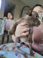 American Bully Puppies for sale in Wichita, Kansas. price: $2,000