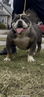 American Bully Puppies for sale in Saginaw, Michigan. price: $4