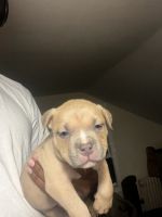 American Bully Puppies for sale in Aberdeen, New Jersey. price: $2,000