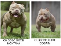 American Bully Puppies for sale in Gulfport, Mississippi. price: $2,000