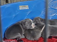 American Bully Puppies for sale in Valdese, North Carolina. price: $3,000