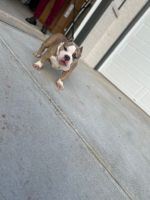 American Bully Puppies for sale in Wake Forest, North Carolina. price: NA