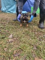 American Bully Puppies for sale in Spartanburg, South Carolina. price: $500