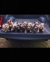 American Bully Puppies for sale in Meridian, Mississippi. price: $1,500