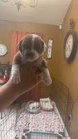 American Bully Puppies for sale in Bryan, Texas. price: $1,000