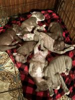 American Bully Puppies for sale in Gonzales, Louisiana. price: $2,000