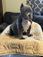American Bully Puppies for sale in Dayton, Ohio. price: $1,200