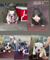 American Bully Puppies for sale in Miami Gardens, Florida. price: $3,000
