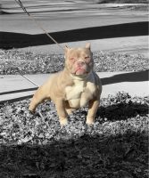American Bully Puppies for sale in Lincoln Park, MI 48146, USA. price: NA