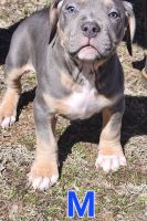 American Bully Puppies for sale in Mustang, Oklahoma. price: $1,000
