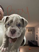 American Bully Puppies for sale in San Francisco, California. price: $2,000