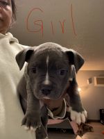 American Bully Puppies for sale in San Francisco, California. price: $1,300