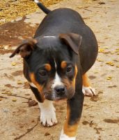 American Bully Puppies for sale in Hagerstown, Maryland. price: $800
