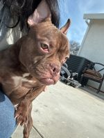 American Bully Puppies for sale in Live Oak, California. price: $2,000