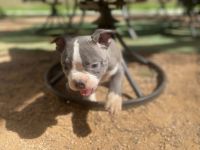 American Bully Puppies for sale in Lubbock, Texas. price: $2,000