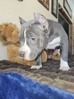 American Bully Puppies for sale in Antioch, Illinois. price: NA