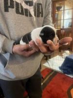 American Bully Puppies for sale in Costa Mesa, California. price: NA