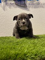 American Bully Puppies for sale in Grand Prairie, Texas. price: $4,000
