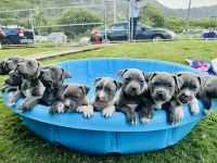 American Bully Puppies for sale in Waimanalo, Hawaii. price: $1,500