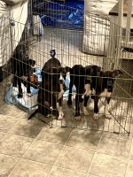 American Bully Puppies for sale in Boise, Idaho. price: $500
