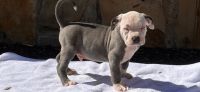 American Bully Puppies for sale in Nashville, Tennessee. price: $1,500