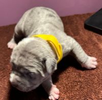 American Bully Puppies for sale in New York, NY, USA. price: $2,500