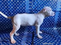 American Bully Puppies for sale in Richmond, Virginia. price: $400