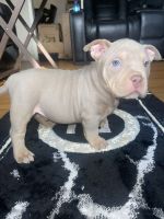 American Bully Puppies for sale in Allen Park, Michigan. price: $2,500