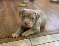 American Bully Puppies for sale in Troy, Ohio. price: $2,900