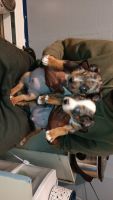 American Bully Puppies for sale in Girardville, Pennsylvania. price: NA