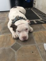 American Bully Puppies for sale in Summit Ave, Greensboro, NC, USA. price: NA
