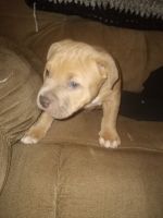 American Bully Puppies for sale in Toledo, OH, USA. price: $300