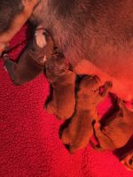 American Bully Puppies for sale in Seattle, Washington. price: $2,500