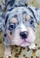 American Bully Puppies for sale in Mt. Vernon, Washington. price: $2,000